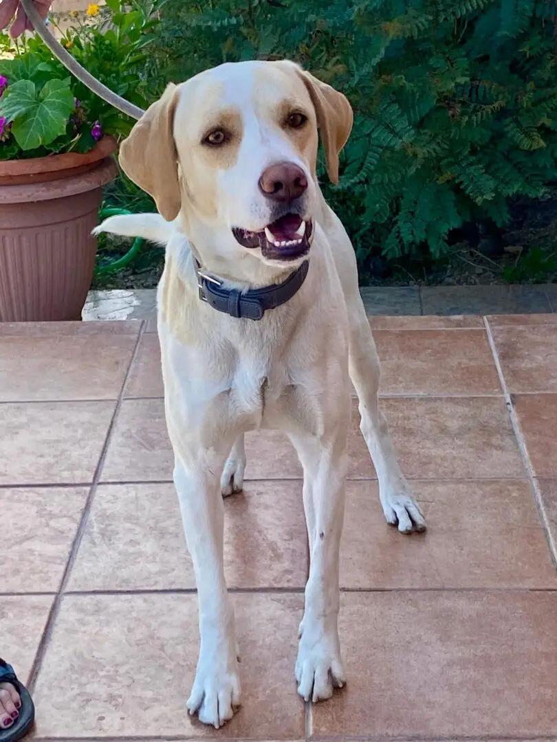 Simba (adopted July 2026)