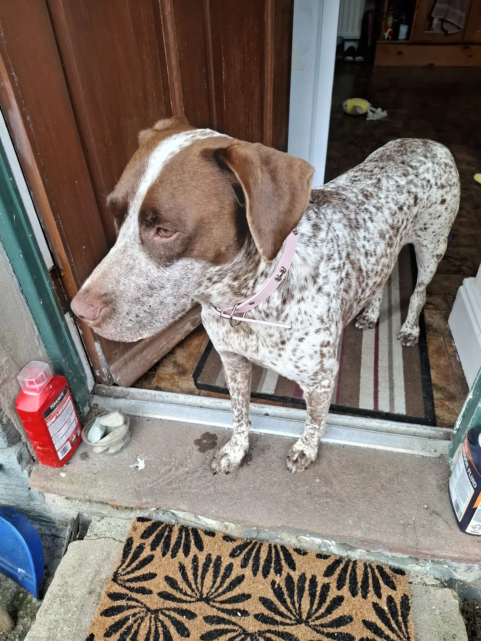 Lola (adopted July 2026)