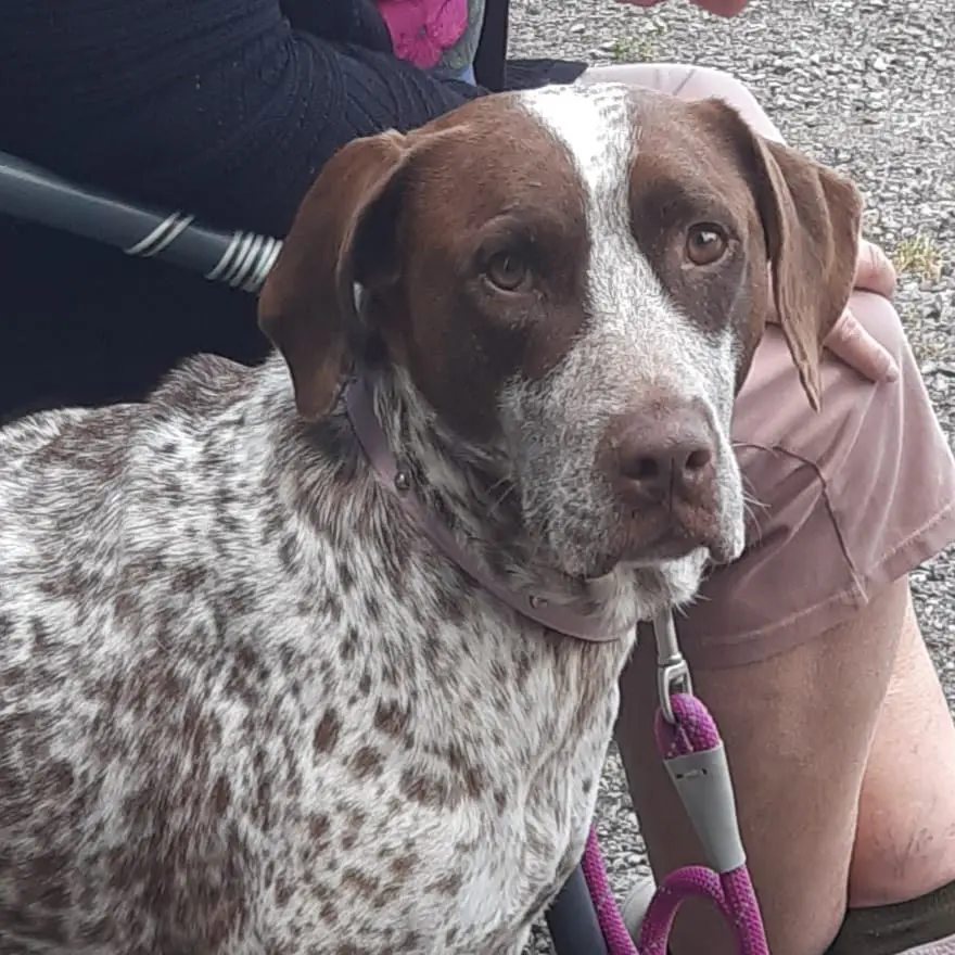 Lola (adopted July 2026)