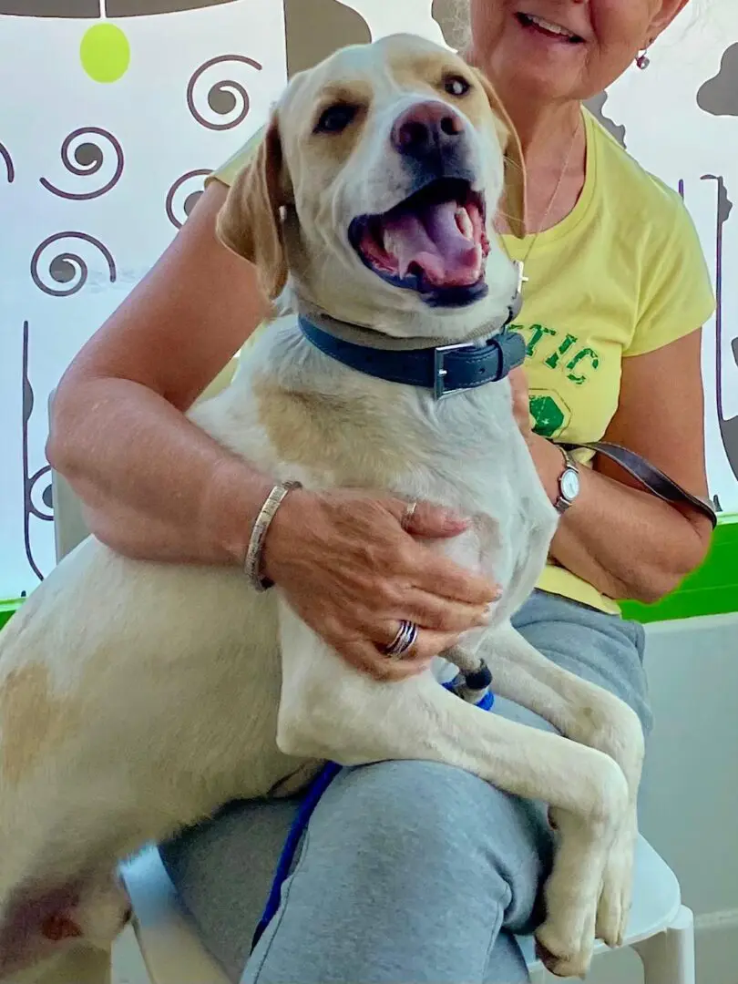 Simba (adopted July 2026)
