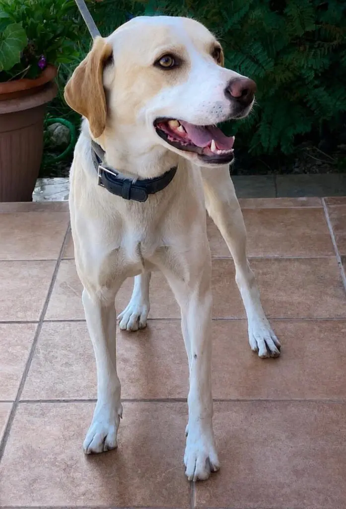 Simba (adopted July 2026) Thumb
