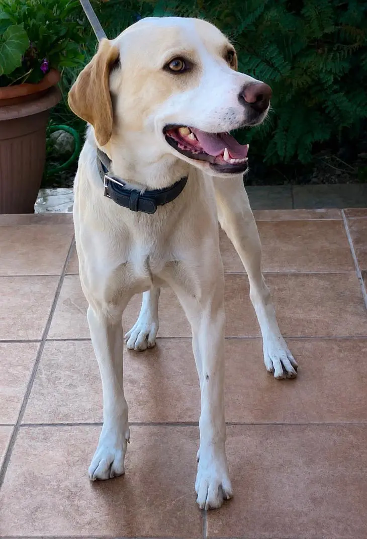 Simba (adopted July 2026)