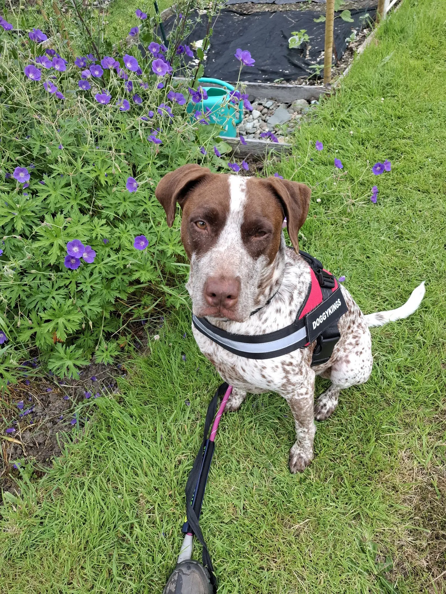 Lola (adopted July 2026)