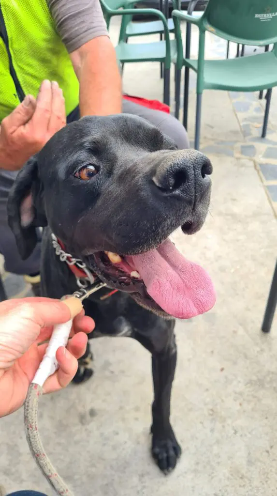 Rolo (adopted July 2026) Thumb