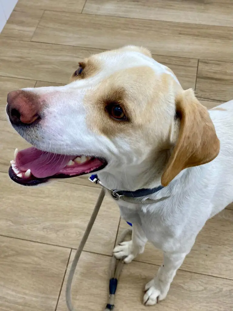 Simba (adopted July 2026) Thumb