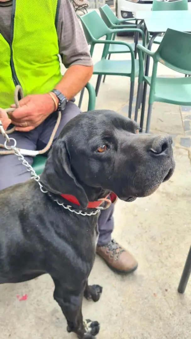 Rolo (adopted July 2026)