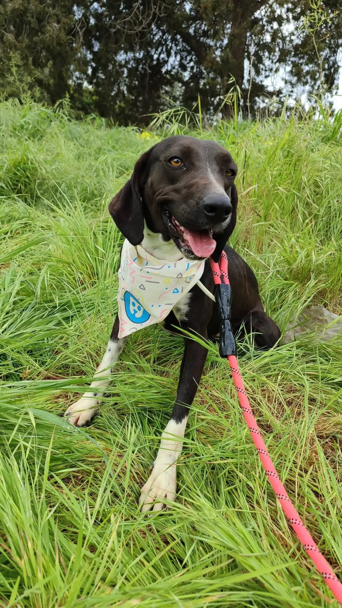 Lila now Figgy (adopted July 2026)