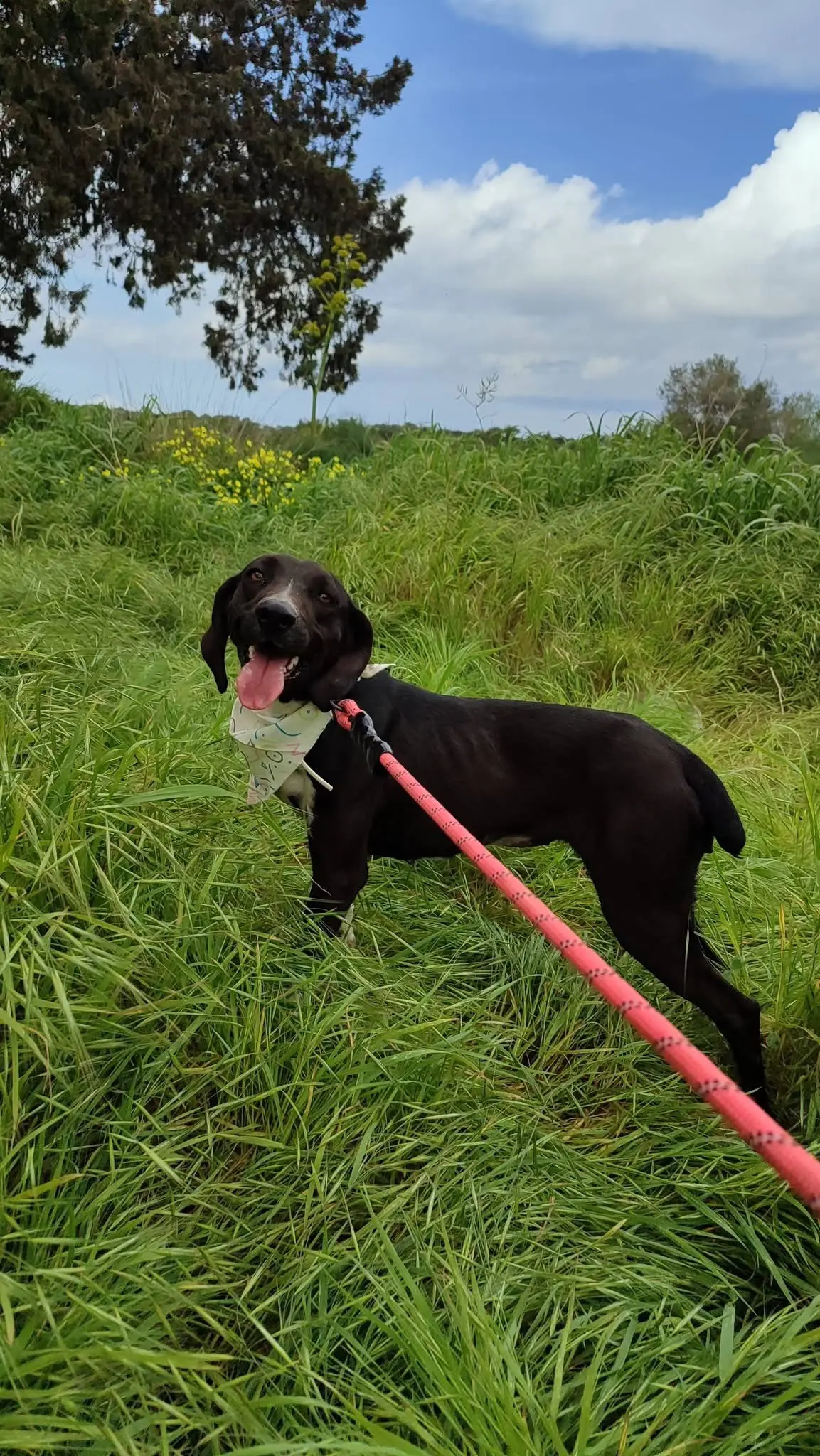 Lila now Figgy (adopted July 2026)