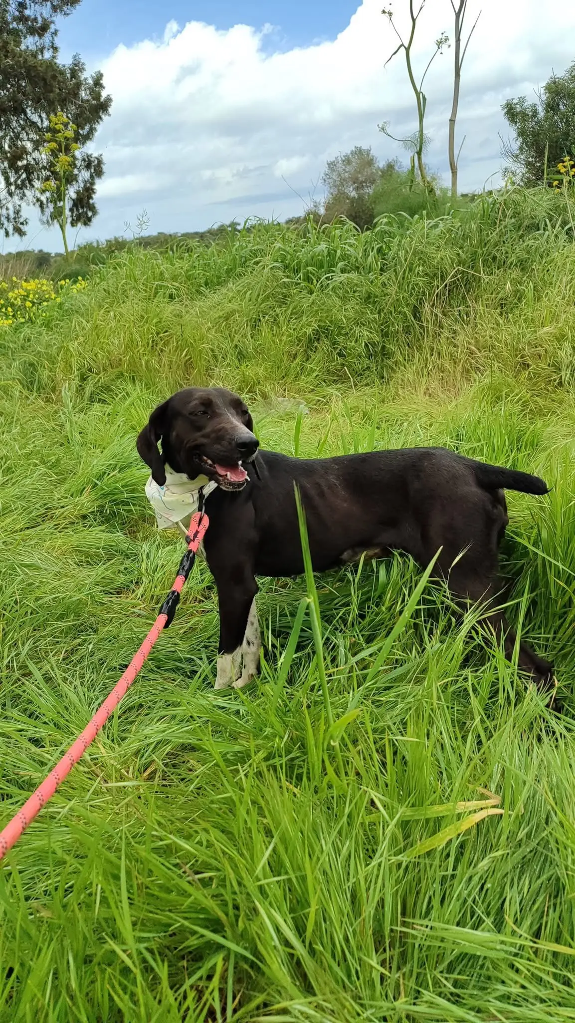 Lila now Figgy (adopted July 2026)