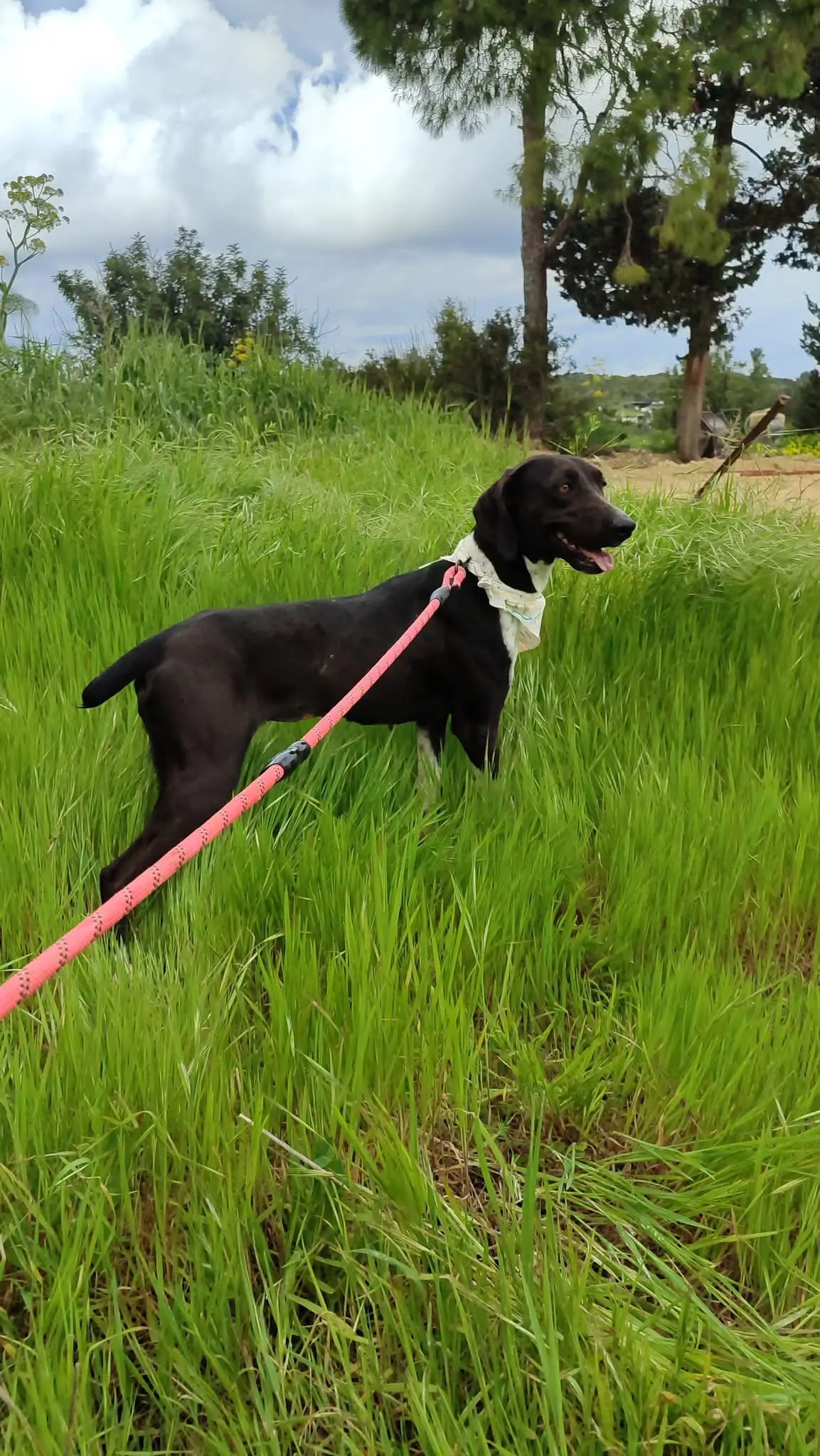 Lila now Figgy (adopted July 2026)