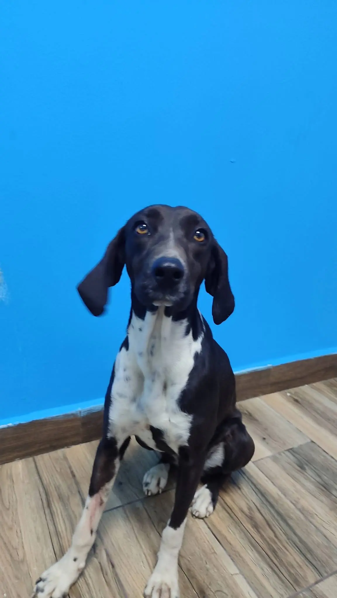 Lila now Figgy (adopted July 2026)