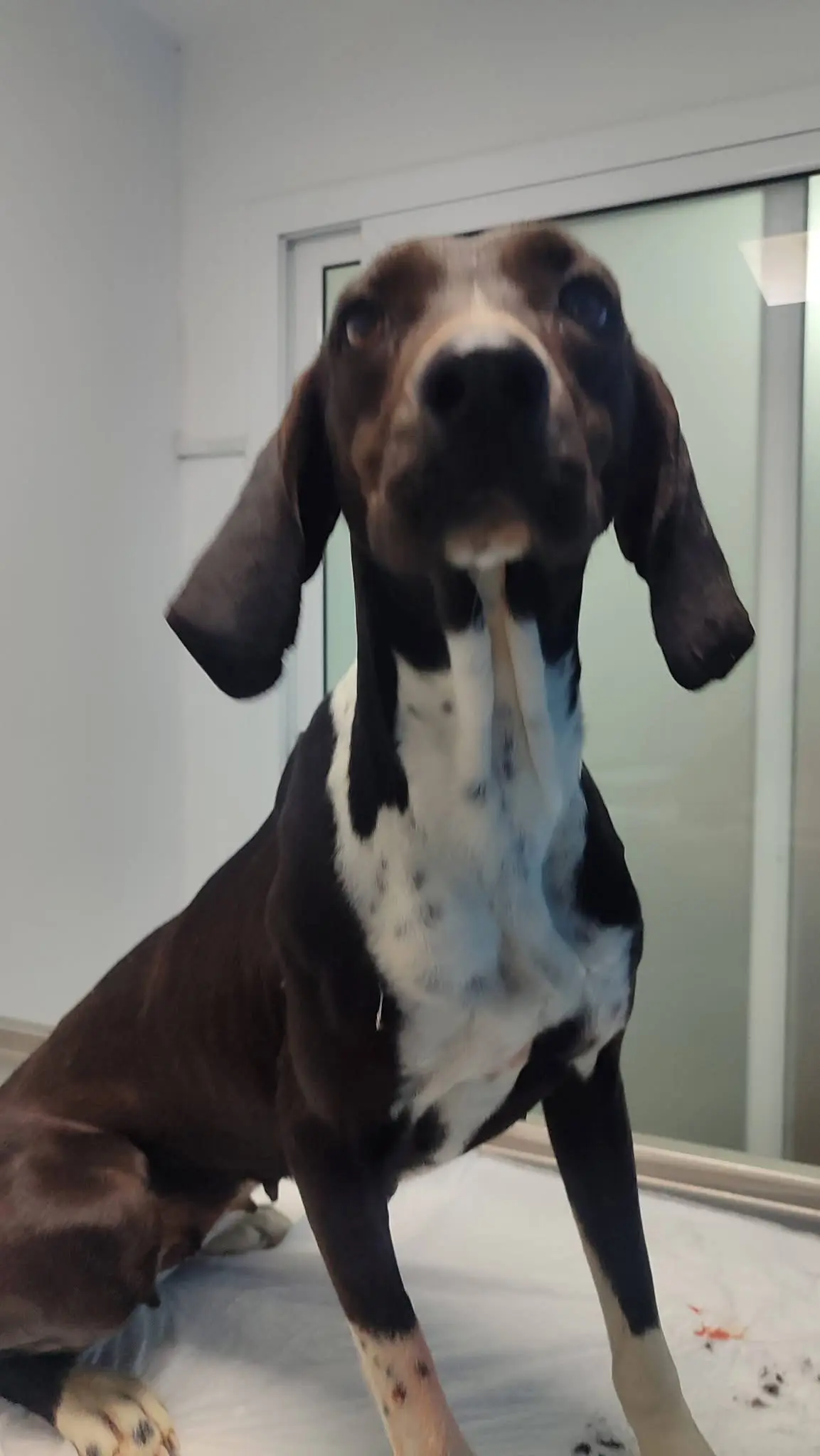 Lila now Figgy (adopted July 2026)