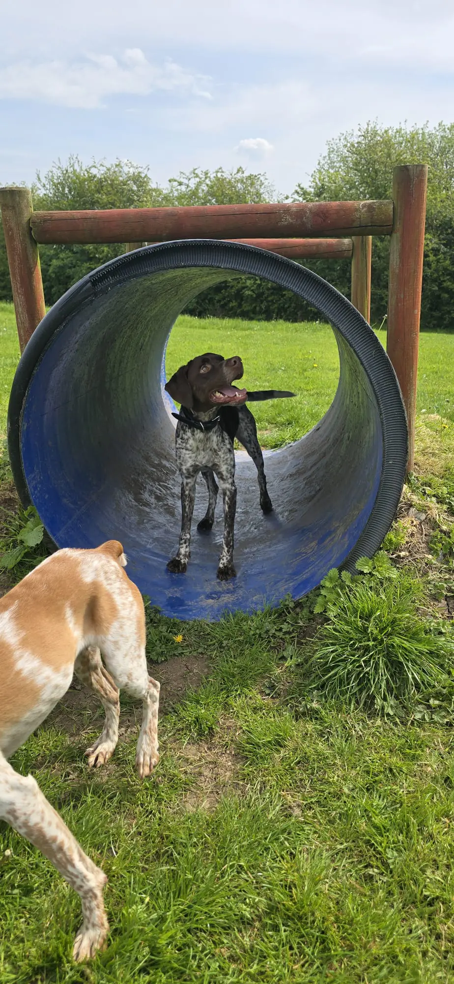 Promise (adopted July 2026)