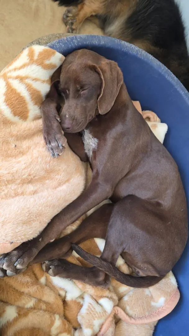 Amber (adopted July 2026)