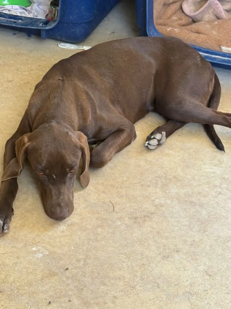 Amber (adopted July 2026)
