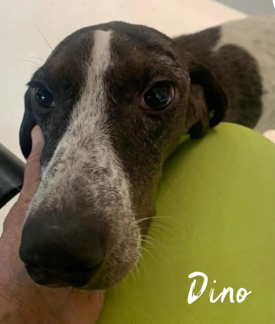 Dino (adopted September 2026)