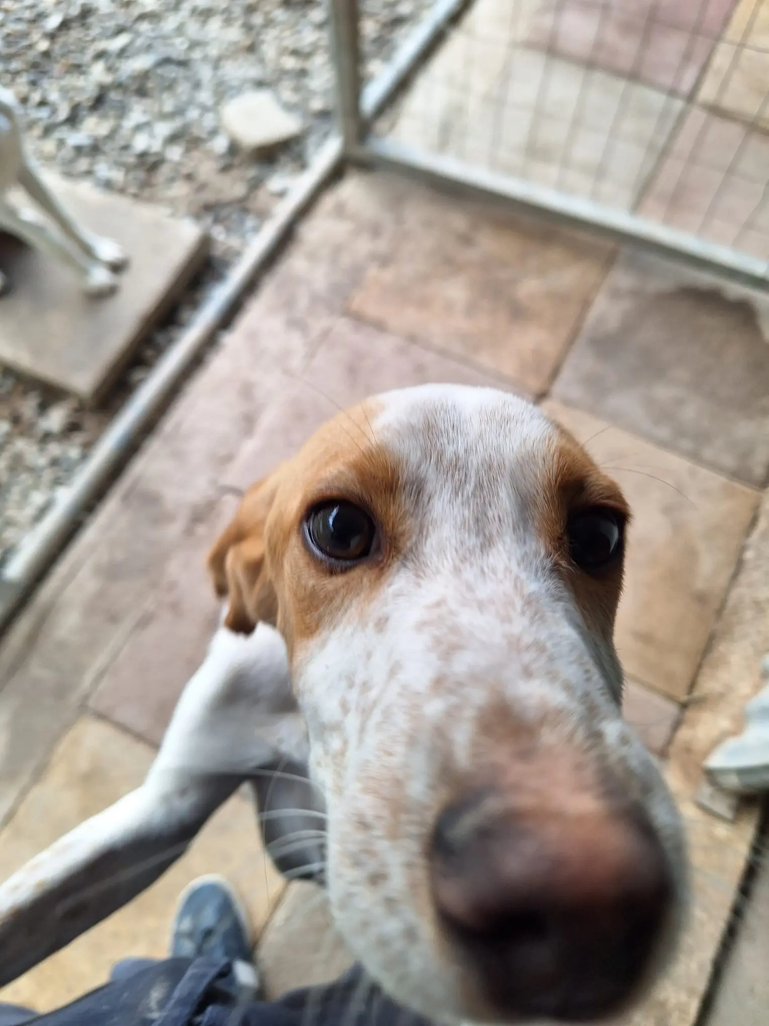 Woody (Adopted July 2026)