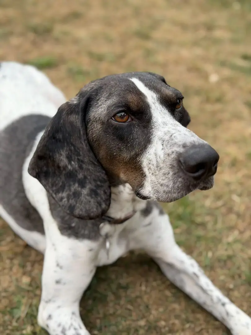 Dino (adopted September 2026)