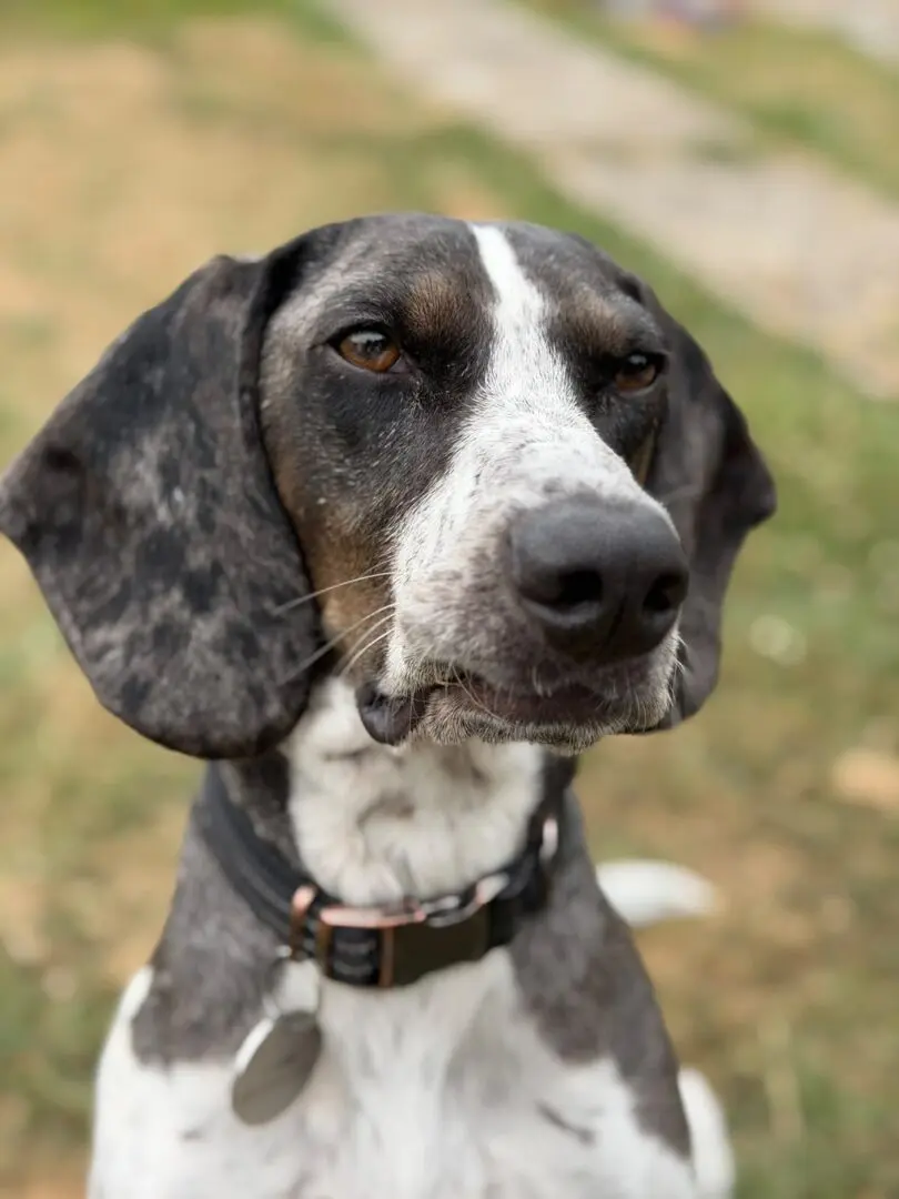 Dino (adopted September 2026)