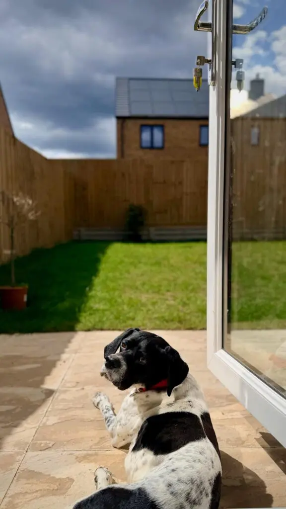 Rufus Thumb