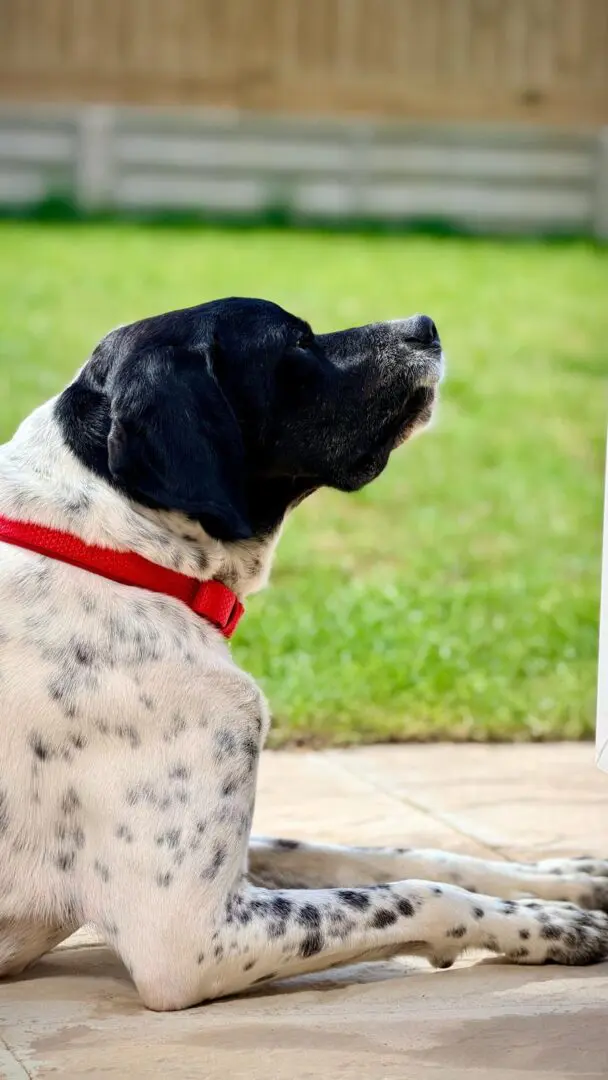Rufus