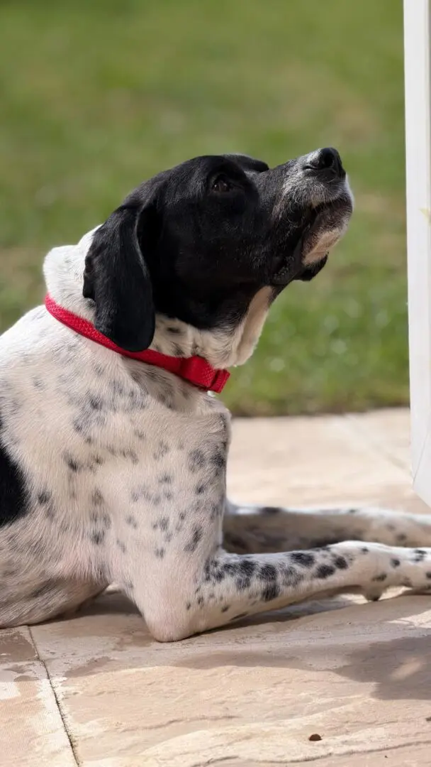 Rufus