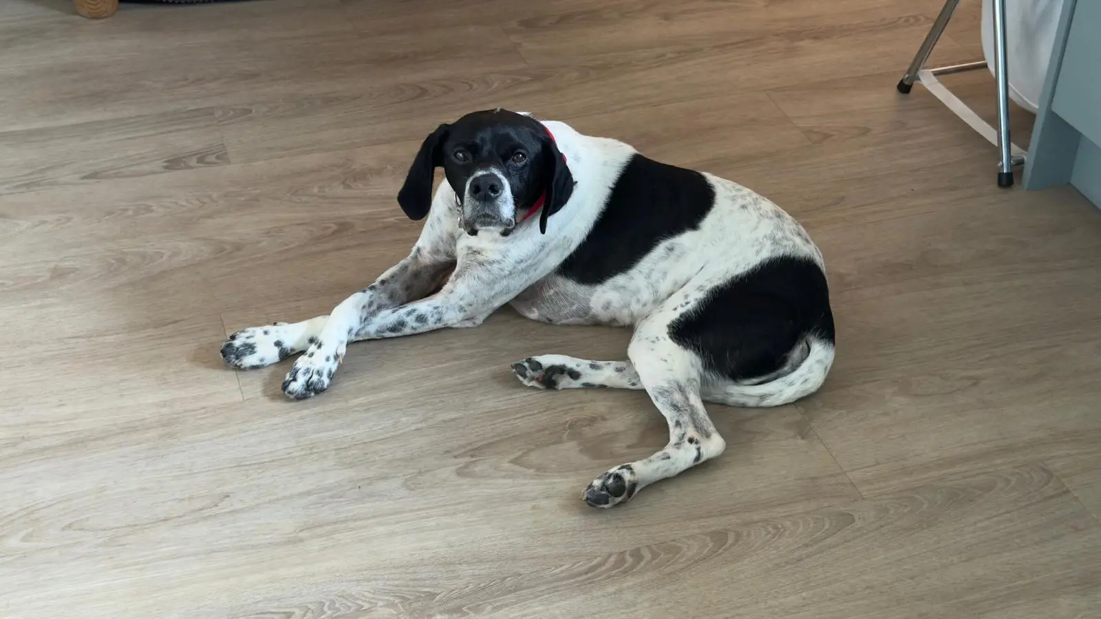 Rufus