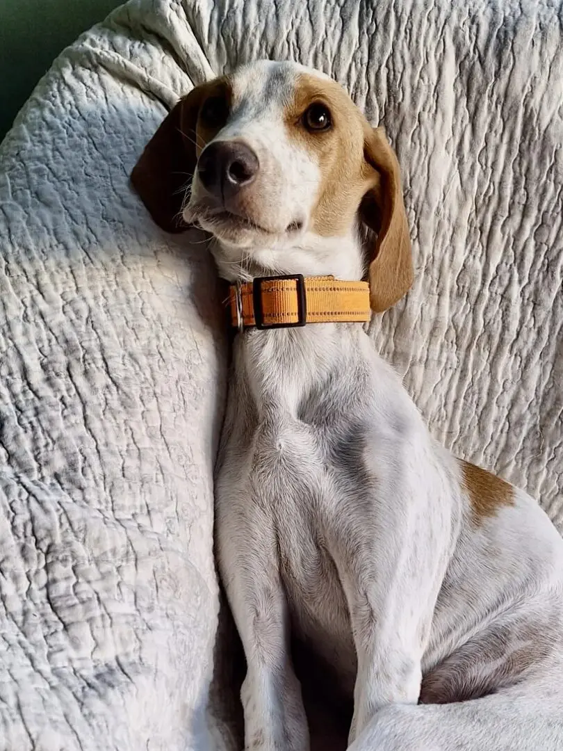 Woody (Adopted July 2026)