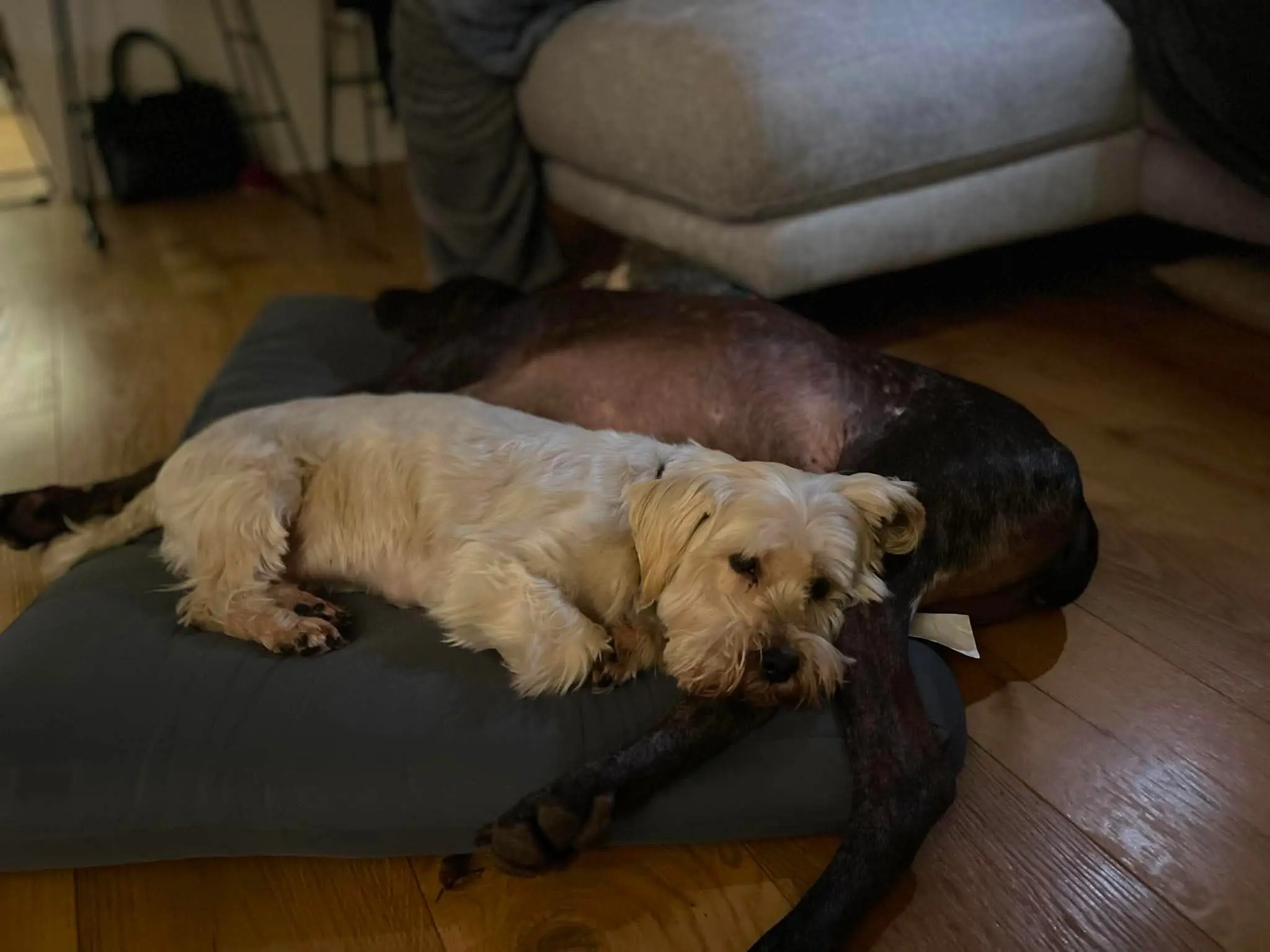 Murphy