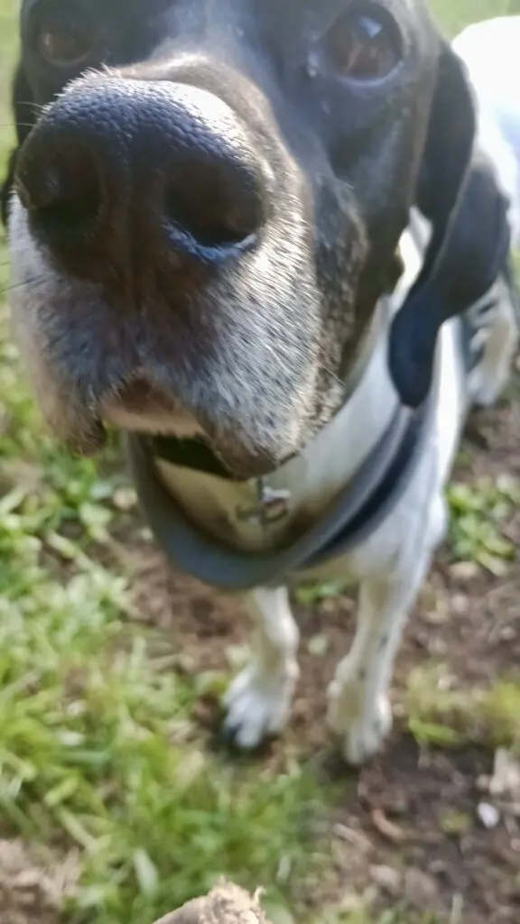 Boby The “Puppy” Gentleman Thumb