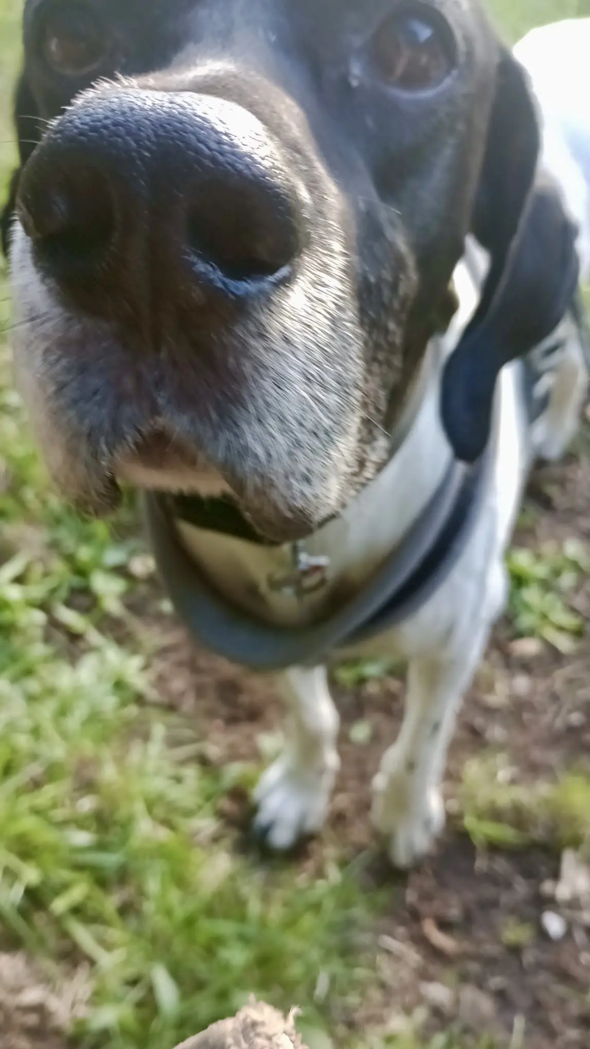 Boby The “Puppy” Gentleman