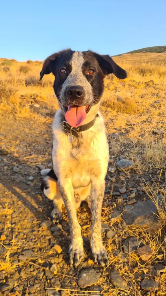 Danny Boy🐾❤️ Thumb