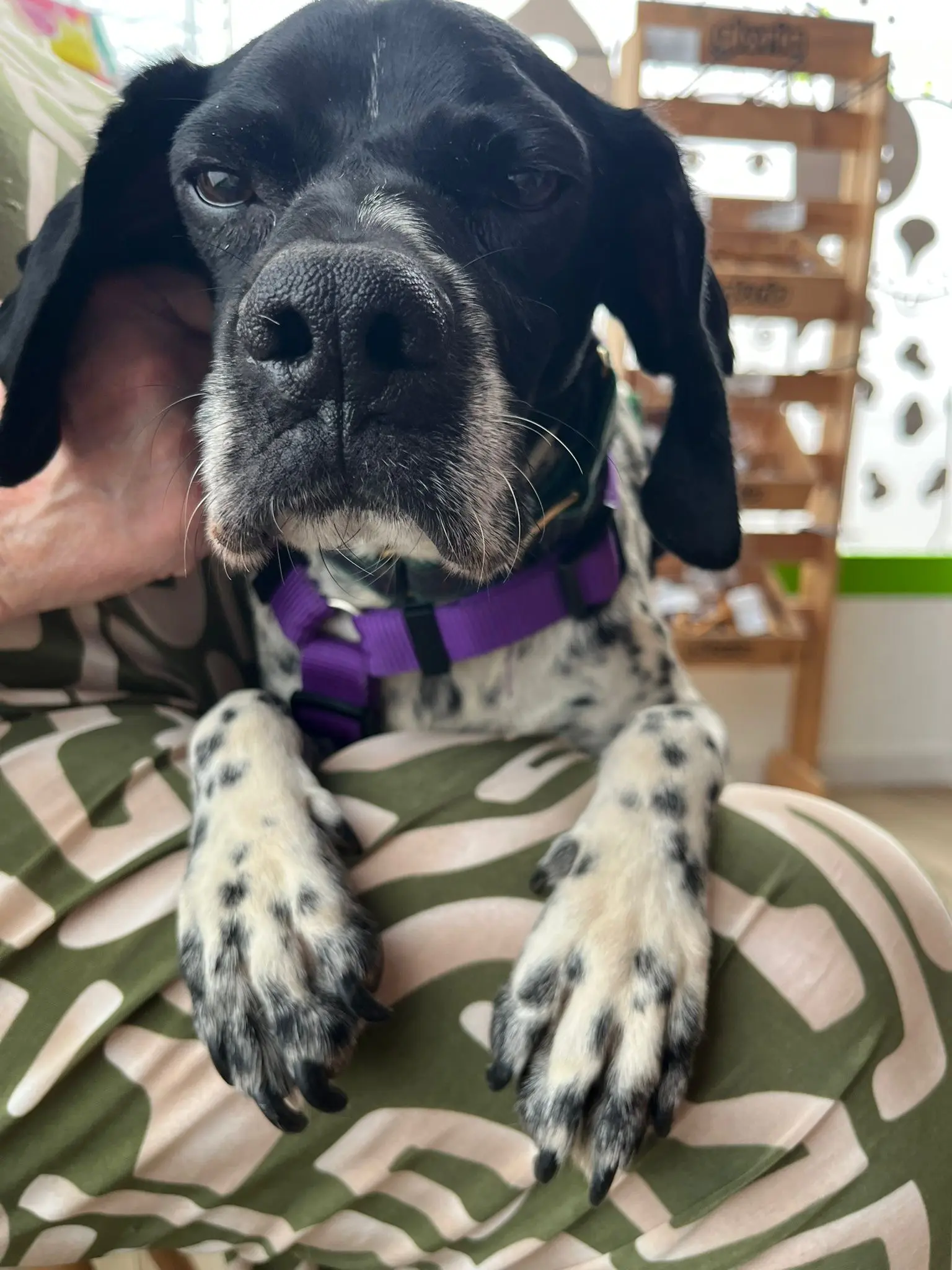 Dotty