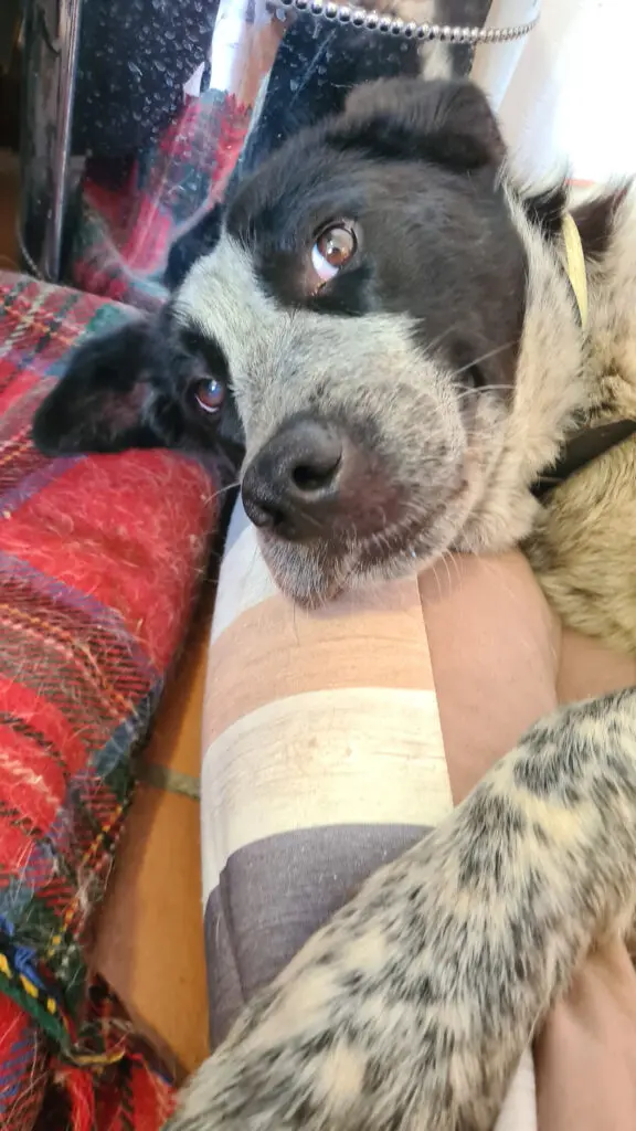 Danny Boy🐾❤️ Thumb