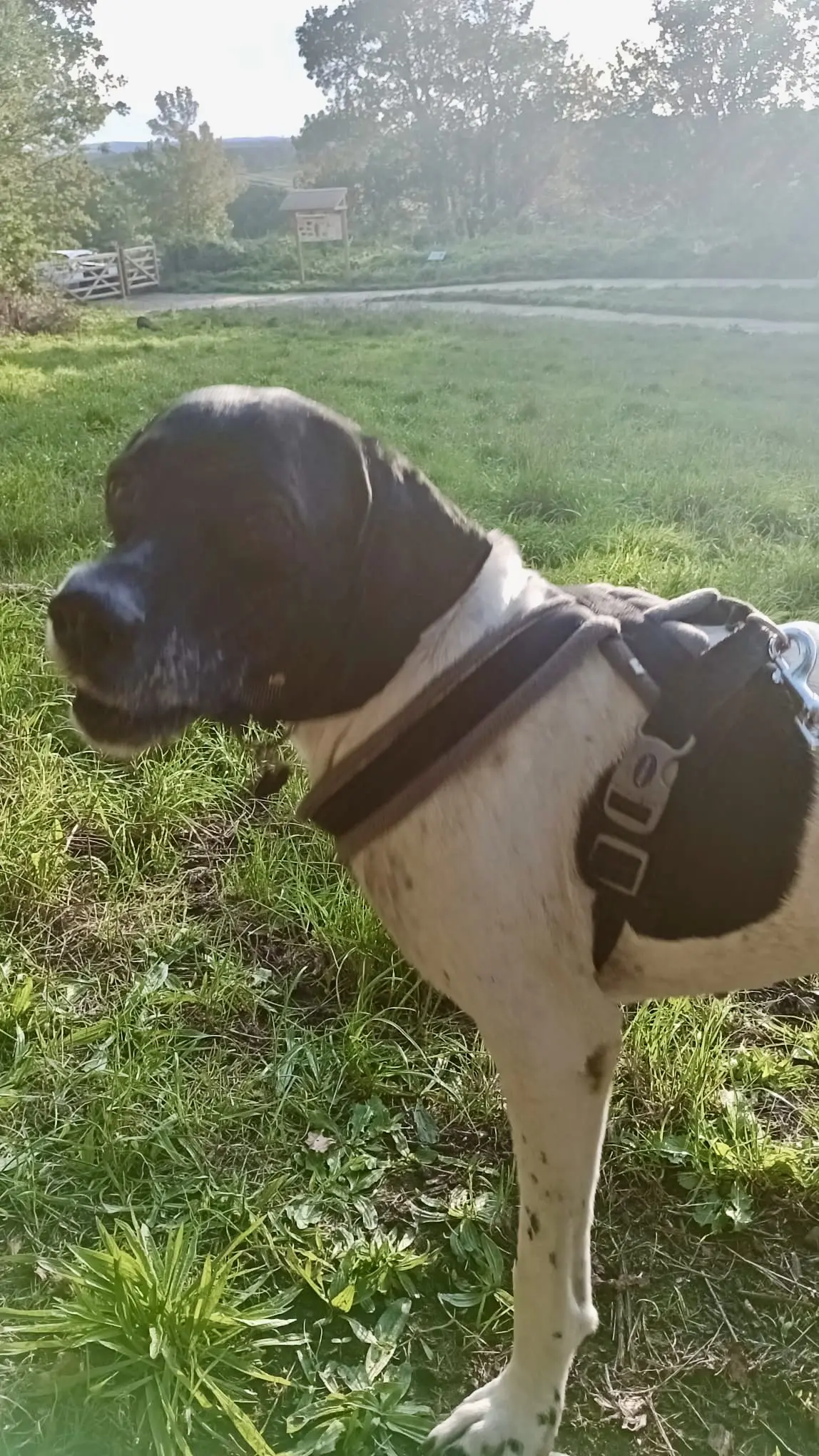 Boby The “Puppy” Gentleman