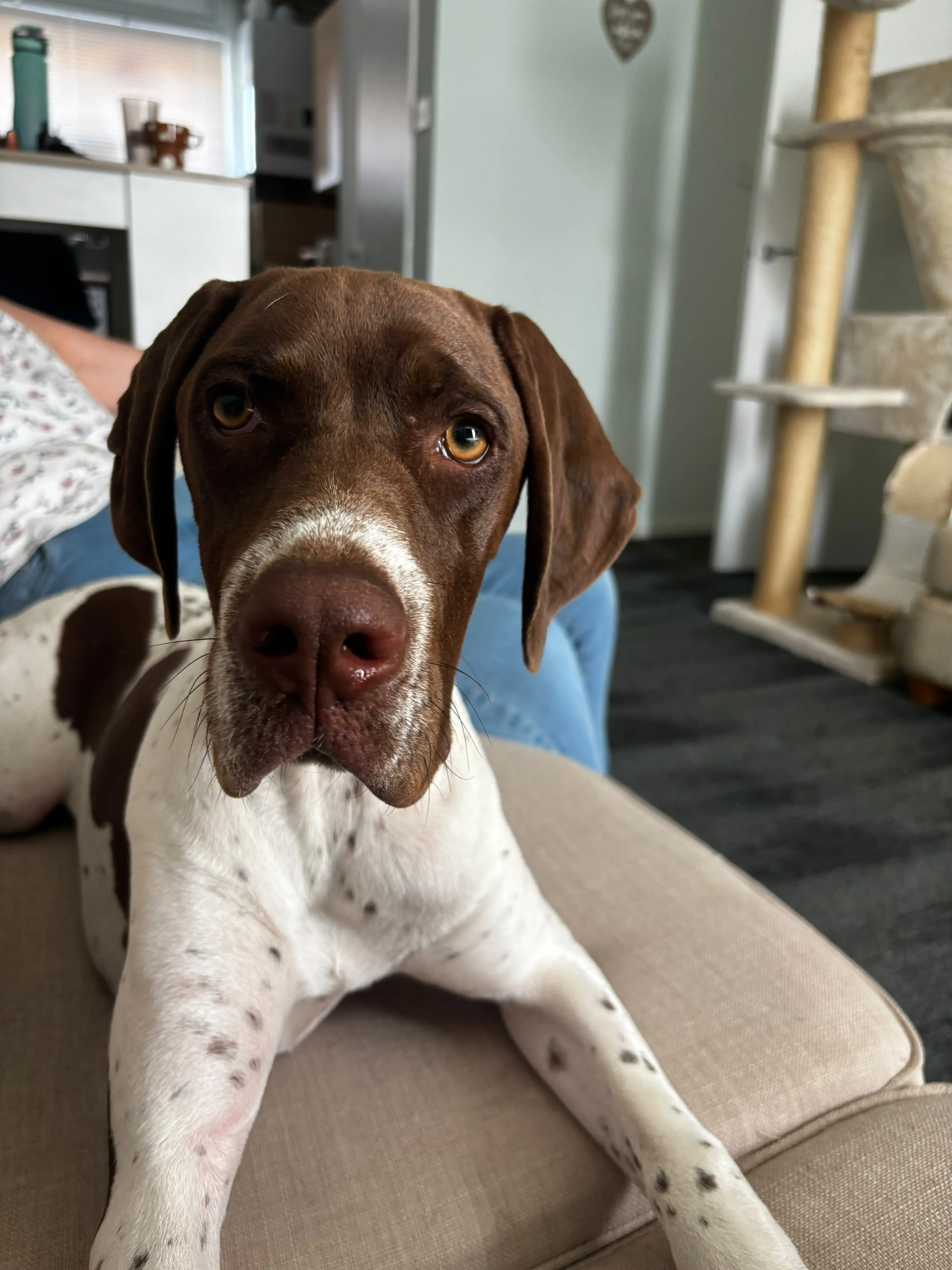 Hugo