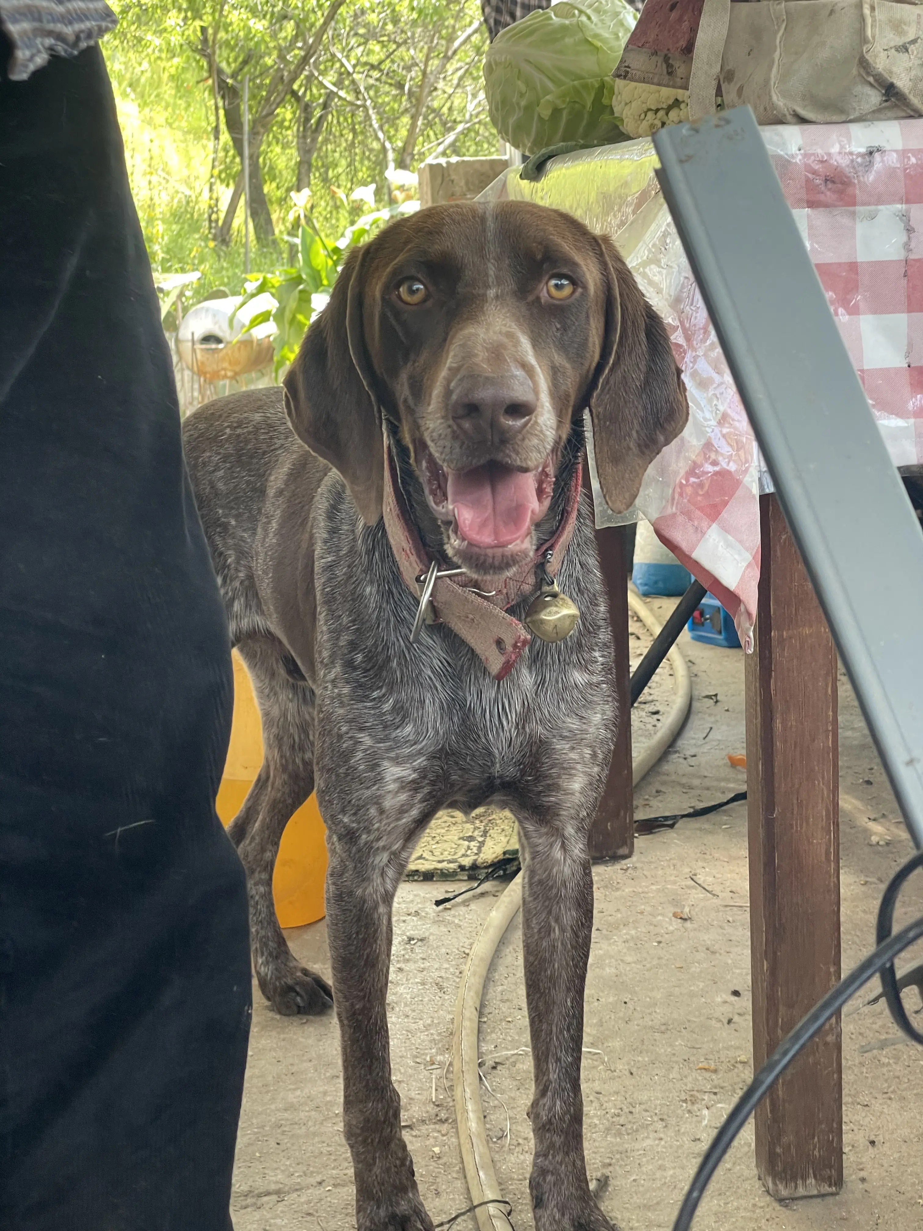 Spyros