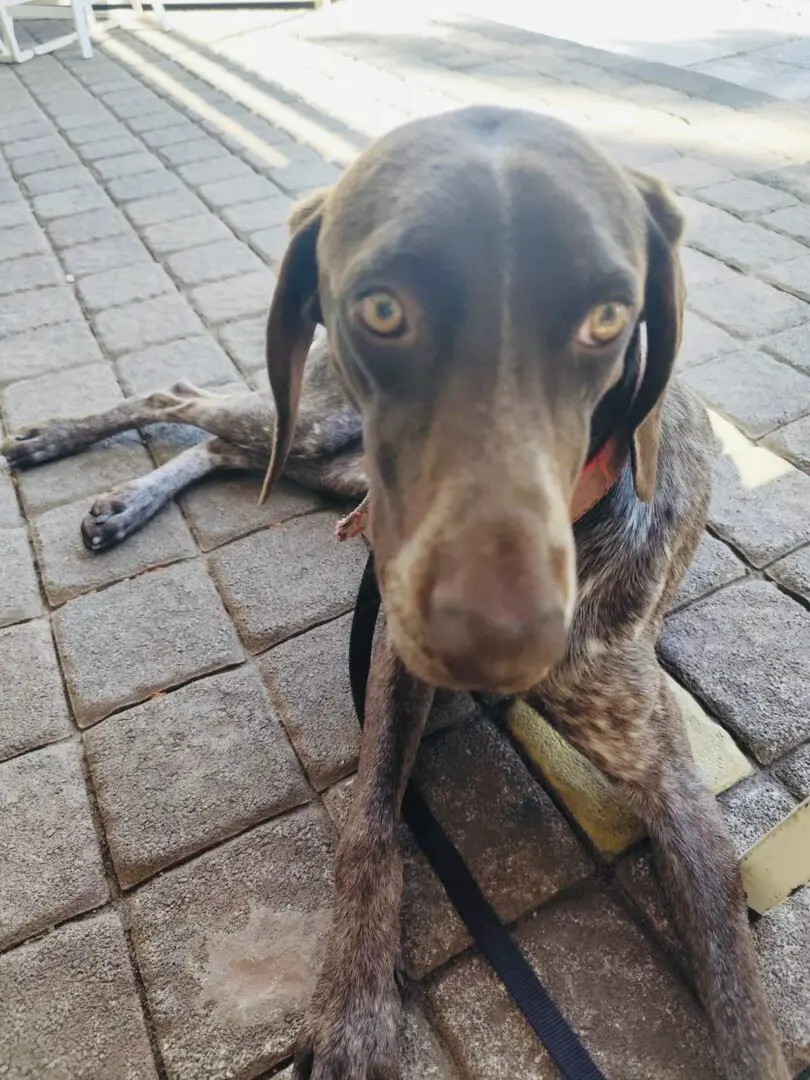 Spyros