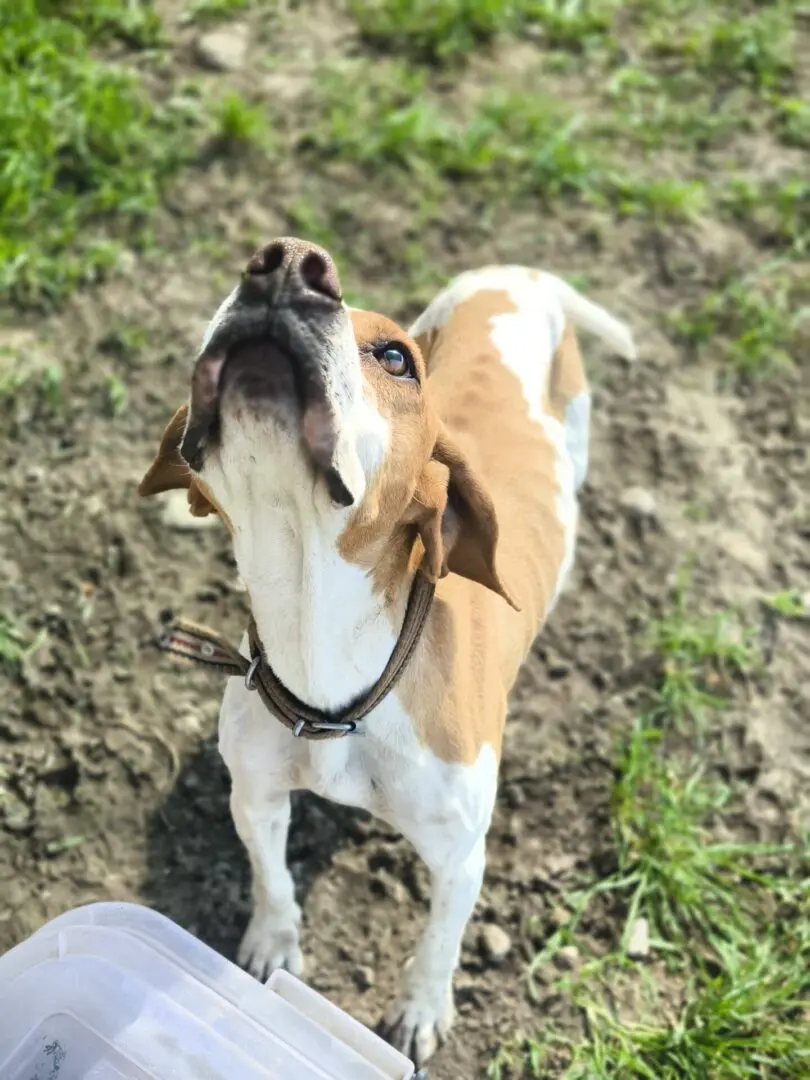 Daisy