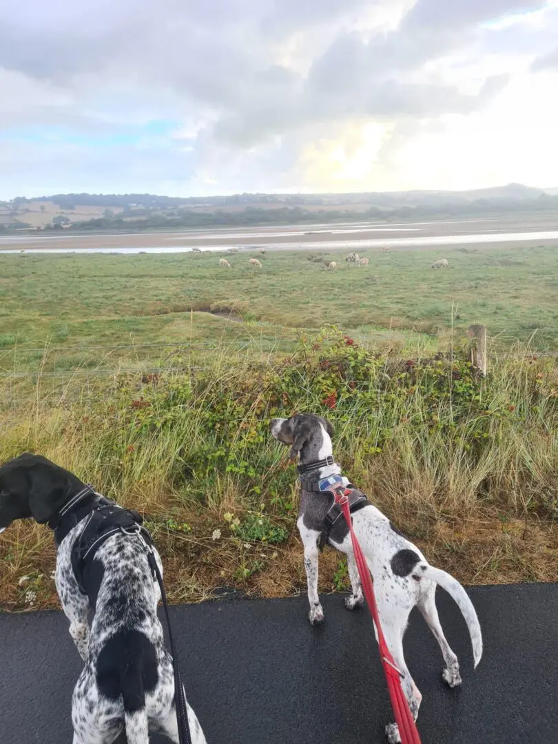Riley – The Elegant “Floating” Pointer