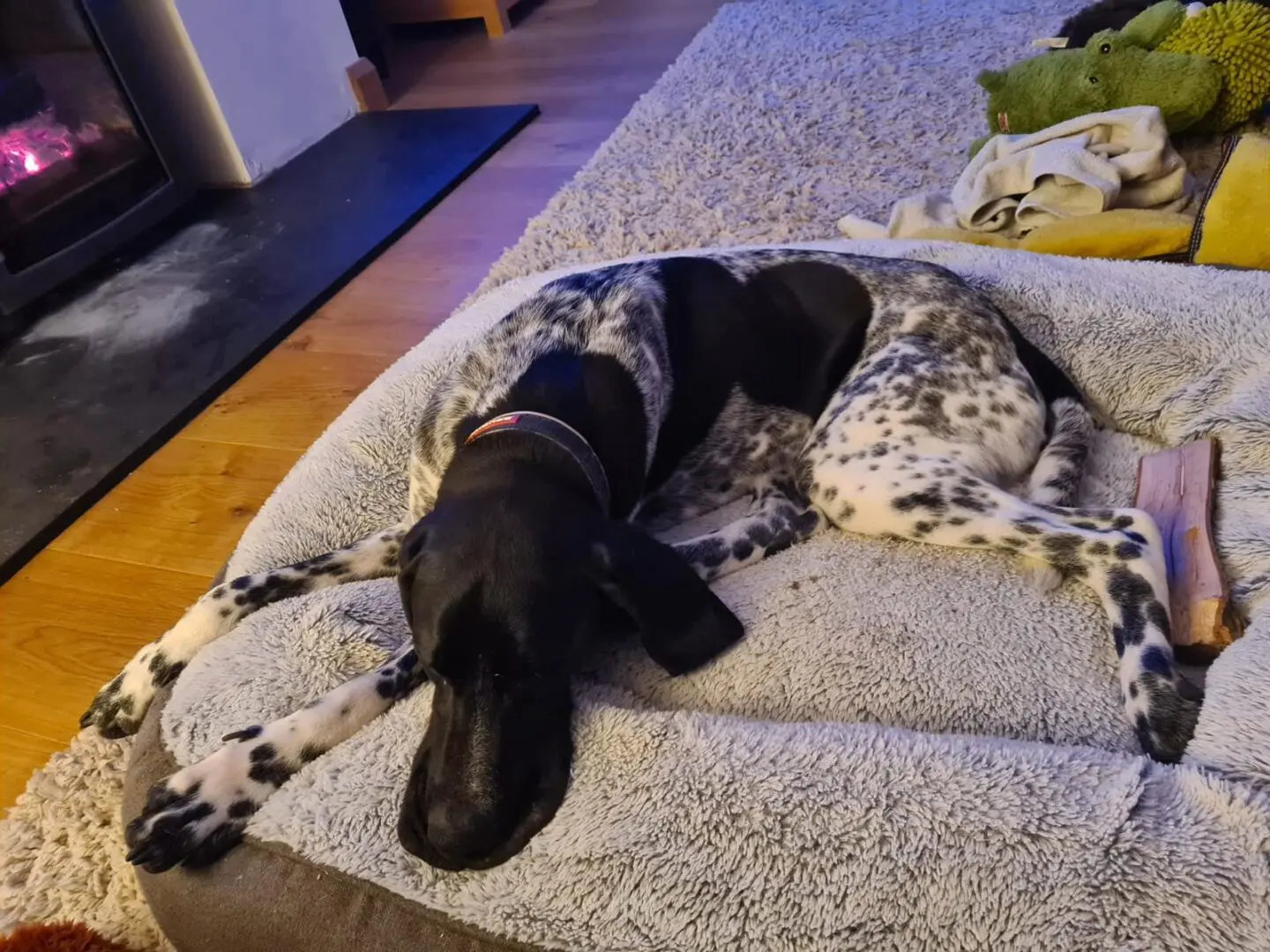 Riley – The Elegant “Floating” Pointer