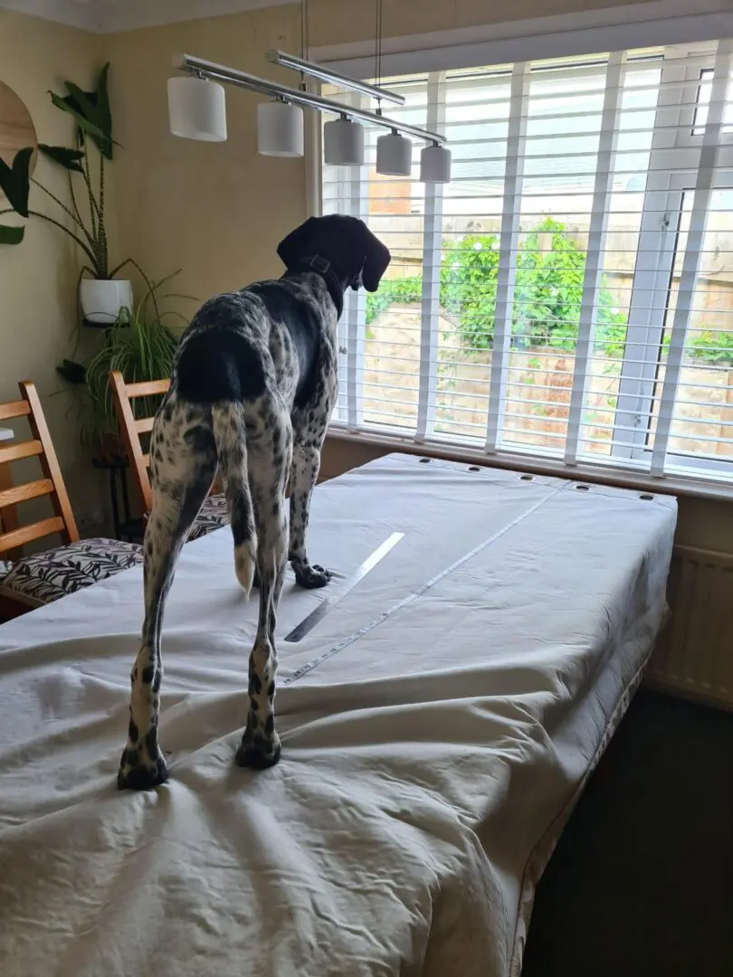Riley – The Elegant “Floating” Pointer