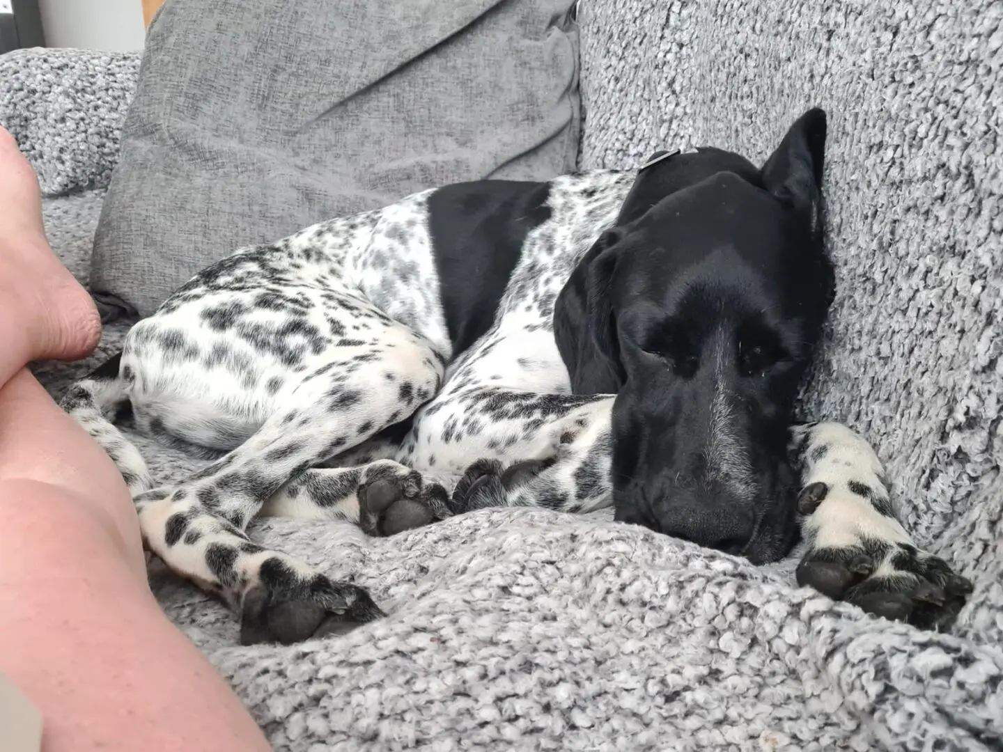 Riley – The Elegant “Floating” Pointer