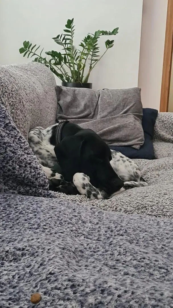 Riley – The Elegant “Floating” Pointer