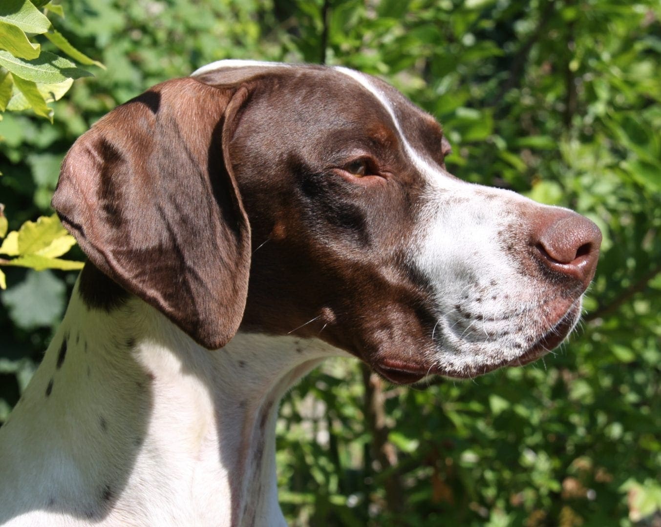 Our Dogs | Pointer Rescue Service