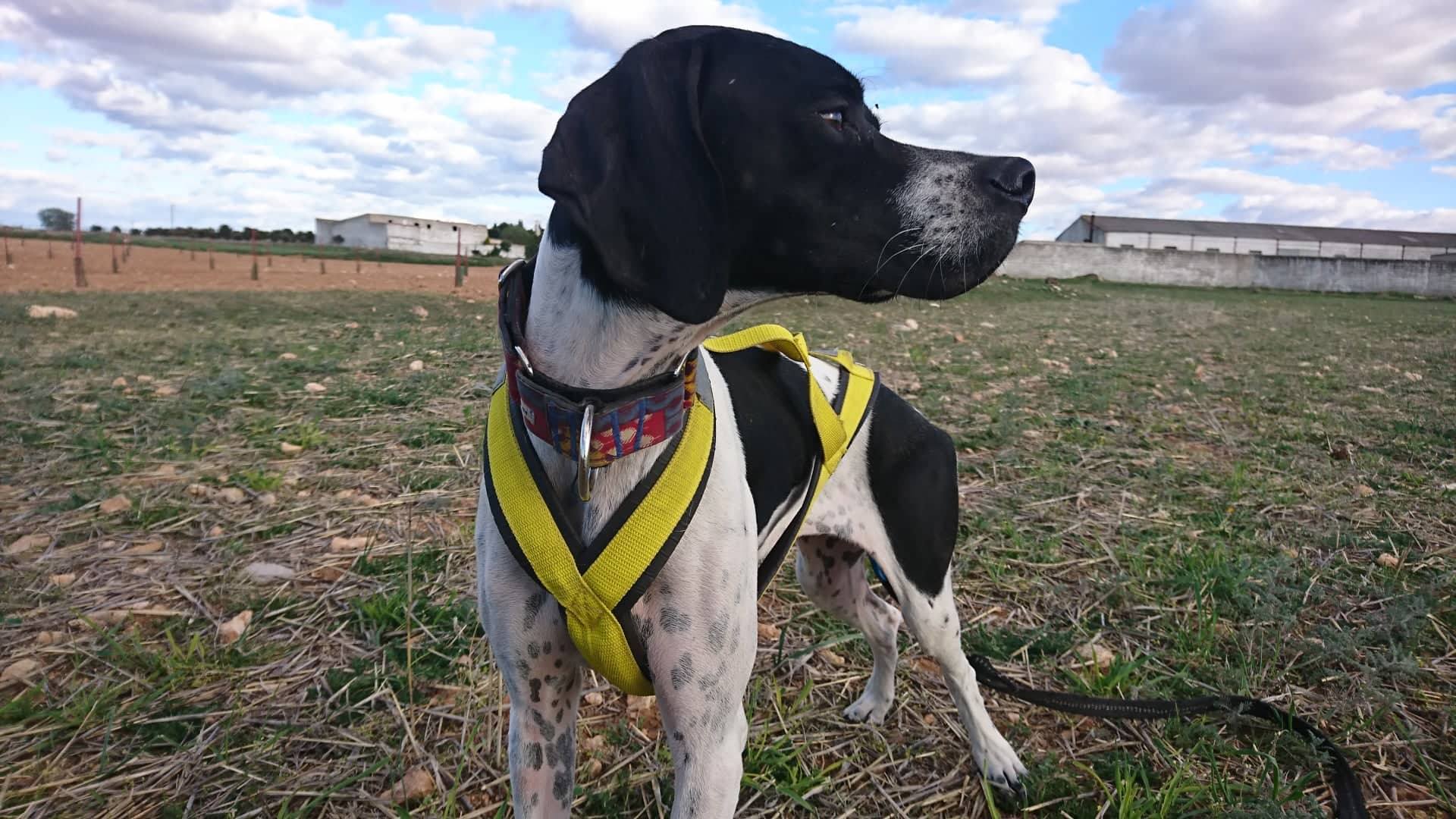 Nina | Pointer Rescue Service