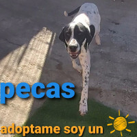 Pecas male black & white Pointer aged 1 year available for adoption