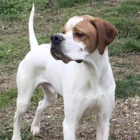 Snoopy Pointer for adoption