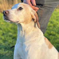 Peter male Pointer cross aged 5 years plus available for adoption