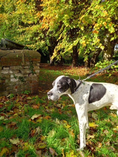 Henry | Pointer Rescue Service